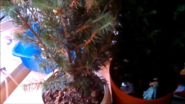 Ель Коника и кипарисовик Элвуди после покупки.... смотреть онлайн