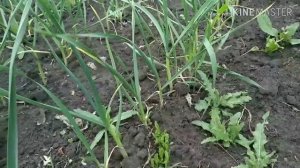 Чеснок как вырастить крупные головки.