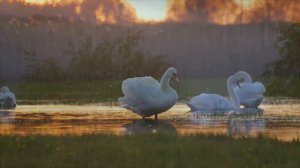 Дремлет вечер за деревней .Душевная песня.