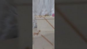 Смотрите красивое оформление чемоданов невесты/Шикарное приданое/