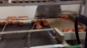 Яичное царство. Как работает машина по сортировке яиц