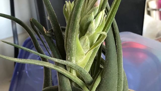 Tillandsias An AIR Plant JOURNEY VOL 16