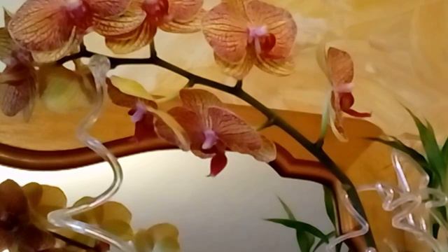 Орхидея фаленопсис. Переливаем или пересушиваем? смотреть онлайн