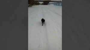 Поручение щенка к улице.Как приучить щенка к улице. Лабрадор 3 месяца