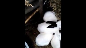 Содержание кроликов в яме