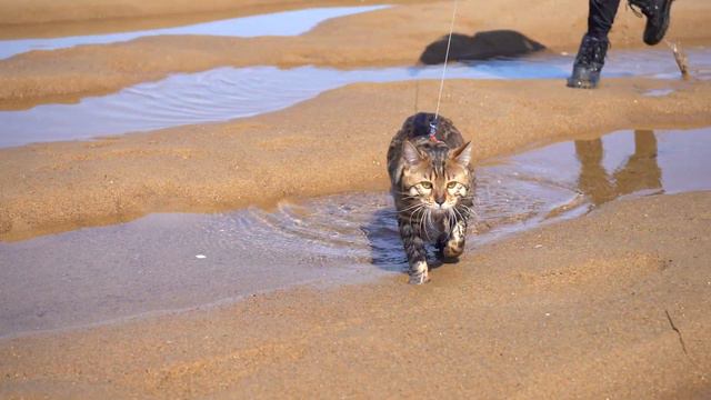 Bengal Cat Plays in Water at the Beach! [Jango Gets Wet At The Beach!] смотреть онлайн