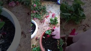 Обрезка плющелистной пеларгонии)