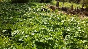 Водопровод в лесу. Вода по трубам от ручья. База на Казыре.