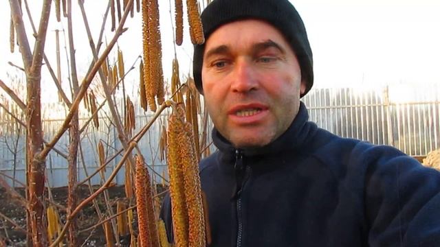 ЦВЕТЕНИЕ ФУНДУКА И ОБРАБОТКА . смотреть онлайн