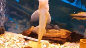 Звёздчатый анциструс