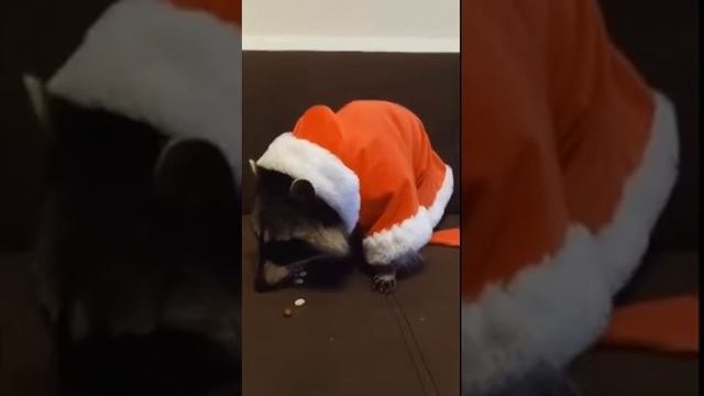 К новому году - готовы :) смотреть онлайн