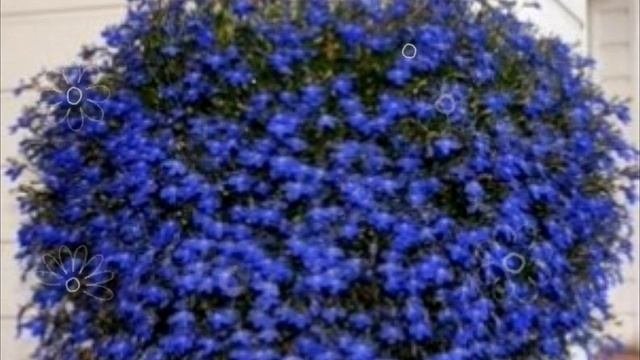 Пышное цветение лобелии