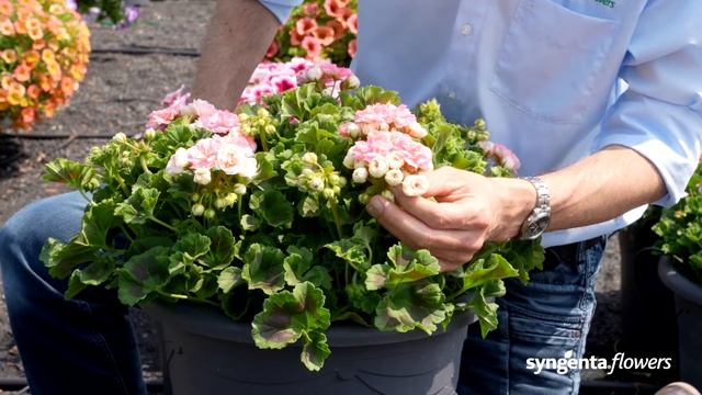 Meet our Rosebud Astrid - Geranium of the year 2021 смотреть онлайн