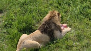 Кто-то ест, а кто-то поглядывает) Тайган Lions in Crimea