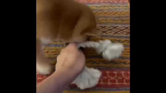 ДАВАЙ ПОИГРАЕМ! Щенок Сиба (Shiba Inu) милейшие создания природы! смотреть онлайн