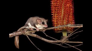 Карликовый кускус