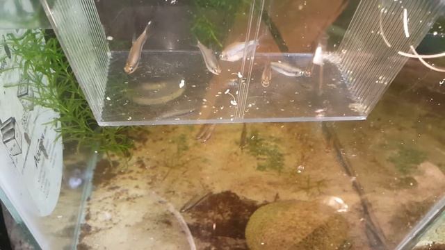 Emperor Tetras (Nematobrycon Palmeri) смотреть онлайн
