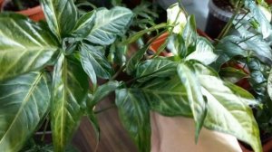 Империал Вайт стал Империал Салатовый?СИНГОНИУМ?Размножение?Формирование?Кристмас?Тиффани?Спир Поин