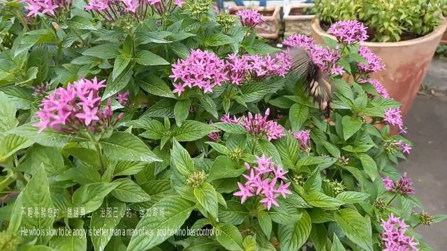 影像箴言 | 7分鐘心情療癒音樂，平撫當下的你，跳躍下一刻心靈的力量。 смотреть онлайн