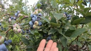 Свежие ягоды ГОЛУБИКИ и какова их польза