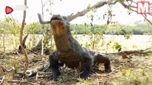 Дракон Комодо глотает обезьяну