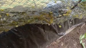 Австралийский рак в пруду / Итог прошлого сезона в пруду с Аккр!