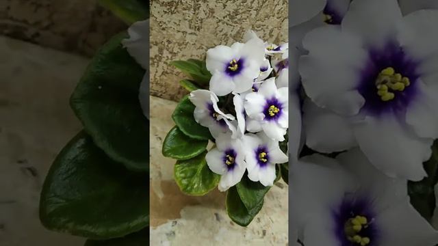 фіалка DN-Магія неба смотреть онлайн