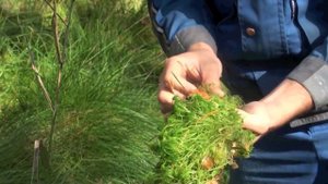 Мох Сфагнум заготовка и свойства.mov
