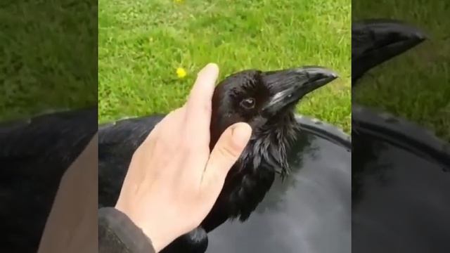 Ручной ворон любит когда его гладят смотреть онлайн