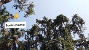 ЮЖНЫЙ ГОА или СЕВЕРНЫЙ... ЧТО ЛУЧШЕ? Жильё, цены на еду и огромный заброшенный отель! Ноябрь 2022