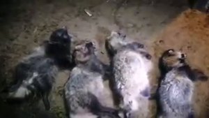 Нападение стаи енотовидных собак