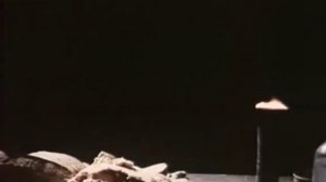 Белая птица с черной отметиной