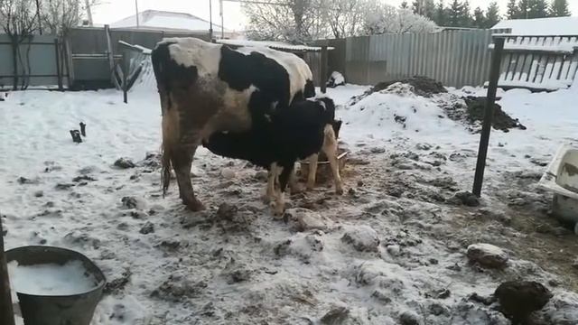 Компановка сарая. Условия содержания бычков. Водопой, кормежка. смотреть онлайн