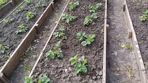 Как перезимовали новые грядки с клубникой, зима в мае