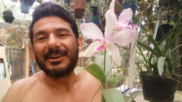 Dicas de Cultivo de Orquídeas 137 смотреть онлайн