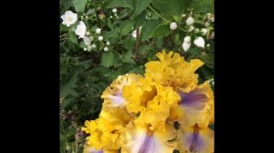 Цветы в саду. Ирисы цветение .Сорта  бородатых ирисов VANILLA FRAPPE", "GITANO" ,"MOROCCAN MAGIC"