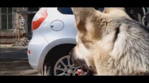 Сложная психика восточно-европейской овчарки