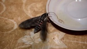 Вьюнковый бражник. Кормление