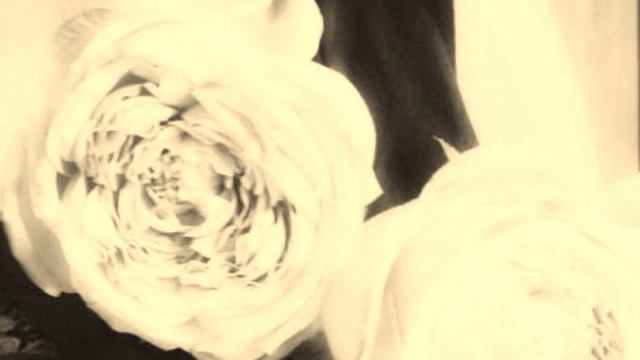 "Les Roses d'Ispahan" смотреть онлайн