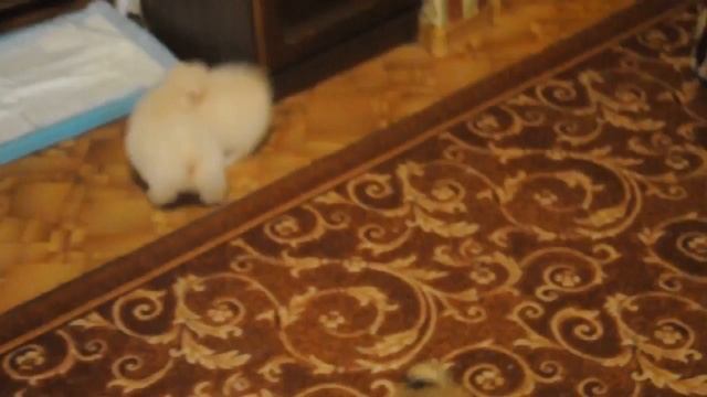 Померанский шпиц Мальчик 10854 смотреть онлайн