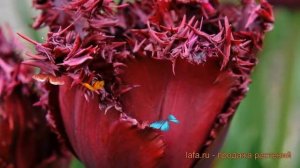 Тюльпан обыкновенный Лабрадор (tyulpan-labrador) ? обзор: как сажать, луковицы тюльпаны Лабрадор