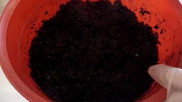 Какая земля нужна для фиалок смотреть онлайн