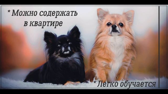 Почему все так любят породу - чихуахуа? смотреть онлайн