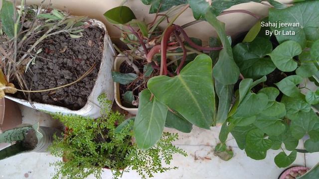 Syngonium Plant Care || DIY Pots for plants || Plant Care Tips सिनगोनियम प्लांट की देखभाल