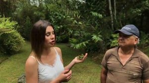 Как выращивать Lepanthes calodictyon