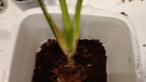 Камбрия. Уценка двух Камбрий с полным комплектом фауны?