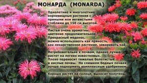 Растения для песчаной почвы. Что хорошо растет и красиво цветет на бедных песчаных грунтах