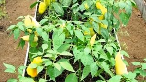 Бордюры для  грядок и клумб. Виды садовых бордюров. Их достоинства и недостатки.