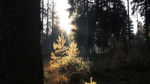 Егерь принял роды в лесу у сбежавшей от мужа молодой женщины. Но когда увидел ее мать.