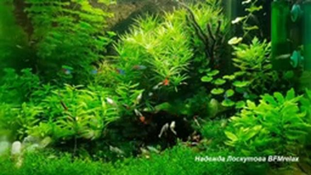 Нежный и крепкий СОН, глубокий релаксин и успокоение\ РЕЛАКС мировой уровень\ Хит \ Бомба смотреть онлайн